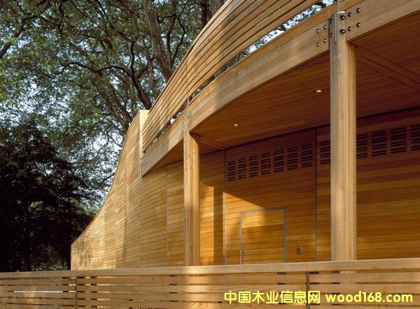 花旗松的詳細(xì)介紹