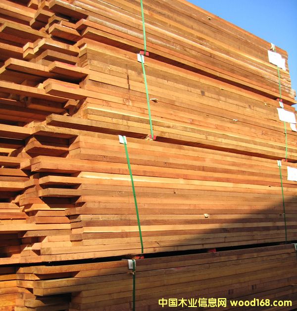 紅雪松的詳細(xì)介紹