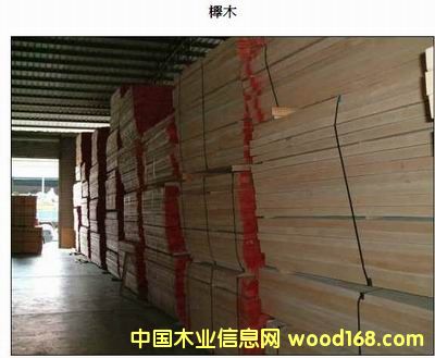 櫸木的詳細(xì)介紹