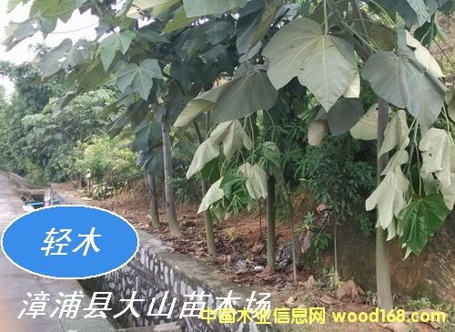 �pľ����ɳľ��Balsa