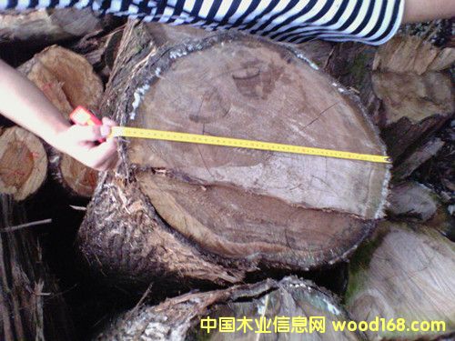 ֱ��30���ϵļt�İ�ľ��Ԕ��(x��)��B