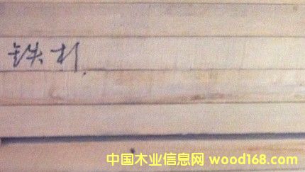 鐵杉的詳細(xì)介紹