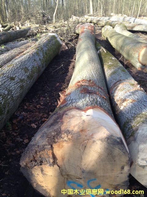 �t���Ԕ��(x��)��B