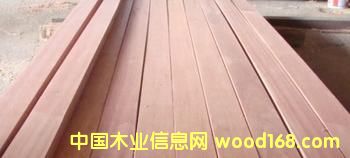 銀口木的詳細(xì)介紹