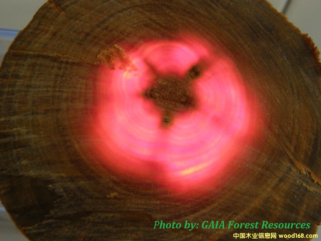 血龍木的詳細(xì)介紹