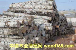 樺木的詳細介紹