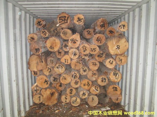 白樺原木的詳細(xì)介紹