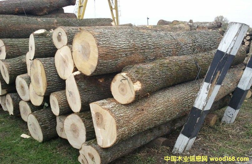 楓木原木的詳細(xì)介紹