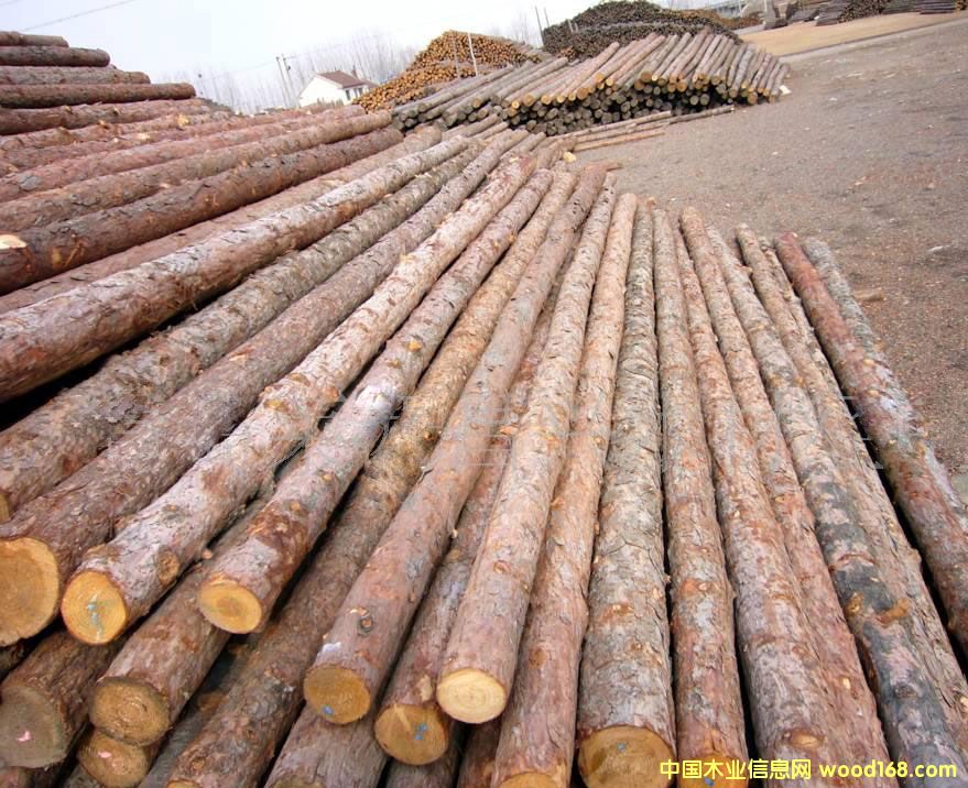 杉木的詳細(xì)介紹