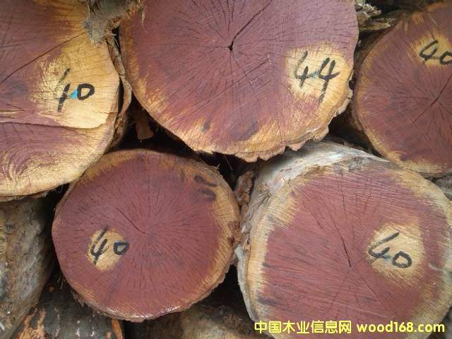 紅橡的詳細(xì)介紹