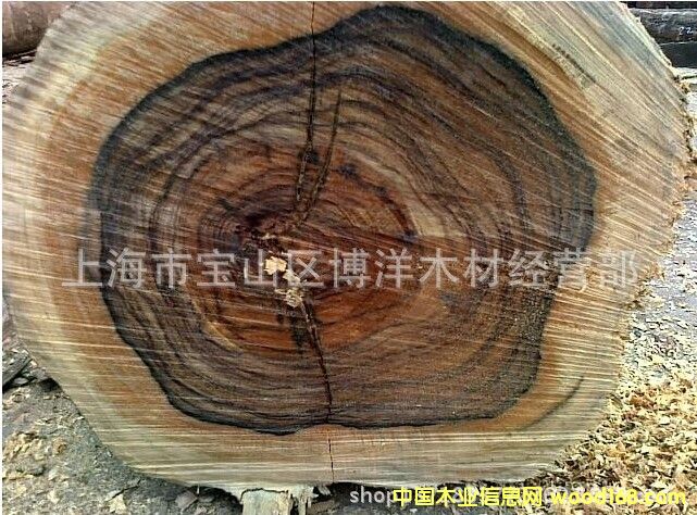 ��������֦���������Fľ��