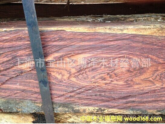 ���_�m��֦��Ԕ��(x��)��B