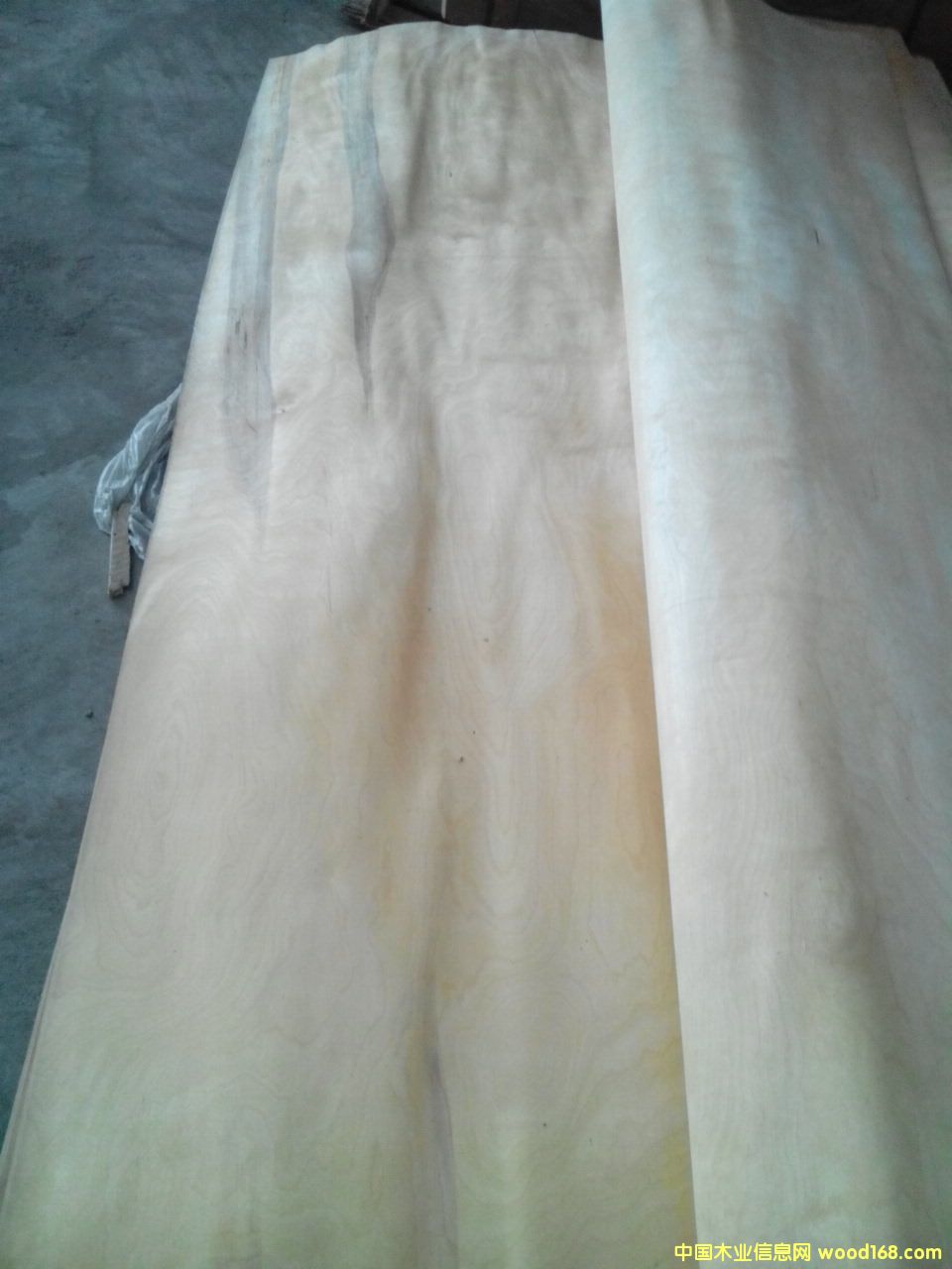 �ذ���屳��о��