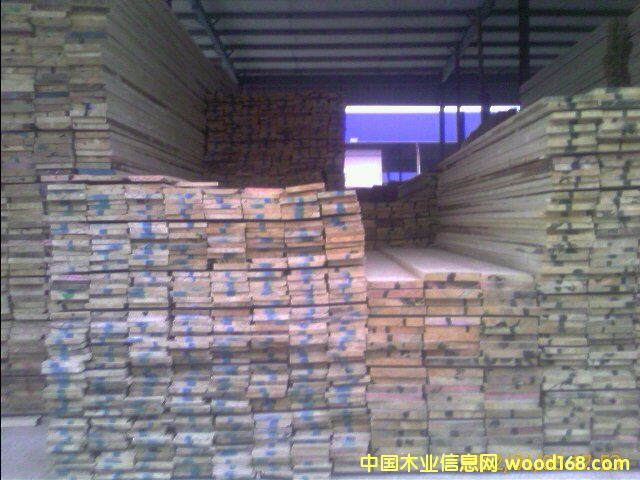 白松的詳細(xì)介紹