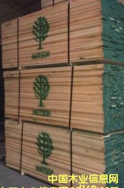 紅橡的詳細(xì)介紹