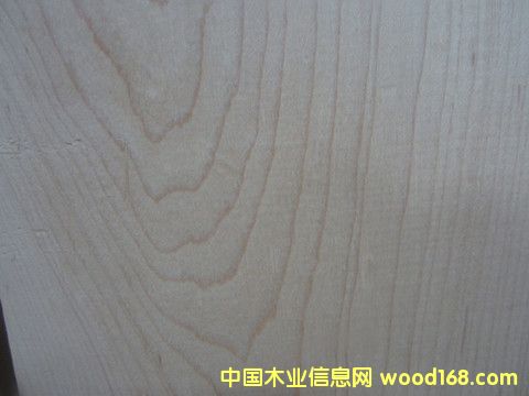 硬楓的詳細(xì)介紹