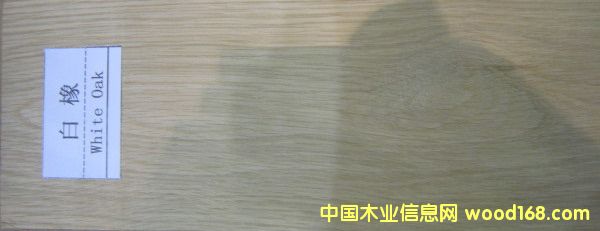 白橡的詳細(xì)介紹