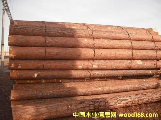 樟子松的詳細介紹