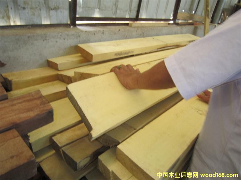 黃銅木的詳細(xì)介紹