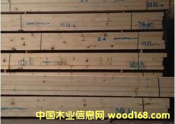 鐵杉的詳細(xì)介紹