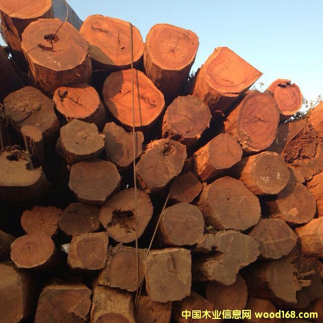 ����t��֦/����֦��Ԕ��(x��)��B