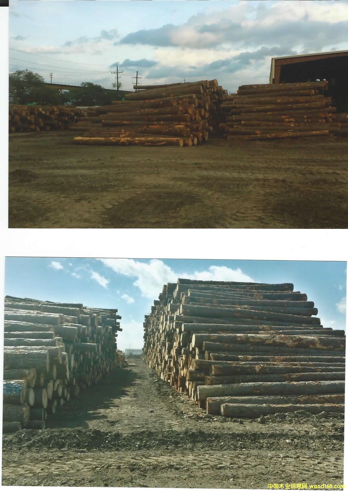 �Ϸ��� Southern Yellow Pine logs 