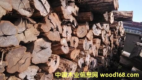 烏木的詳細介紹