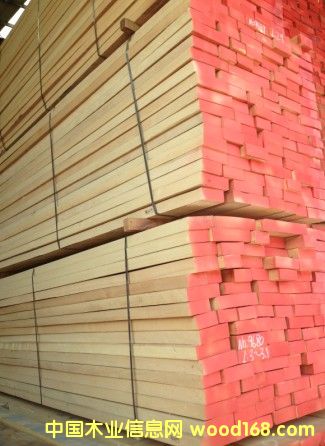 歐洲櫸木的詳細(xì)介紹