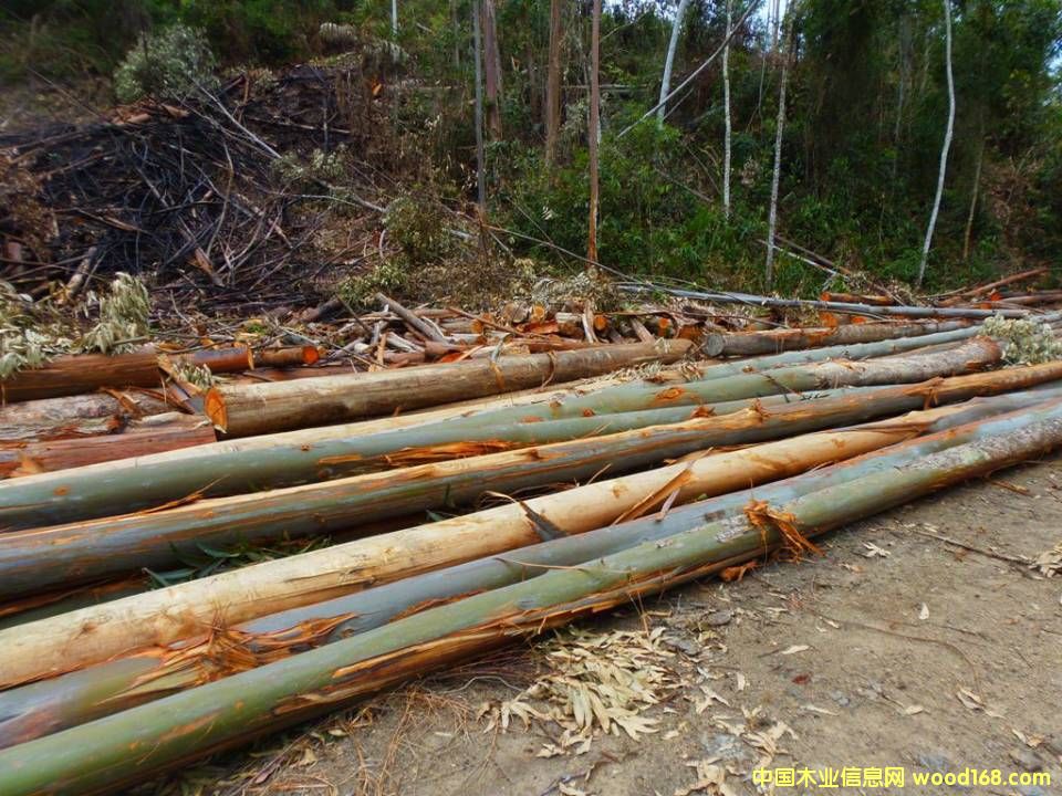 �M(j��n)�����(sh��)ԭľ