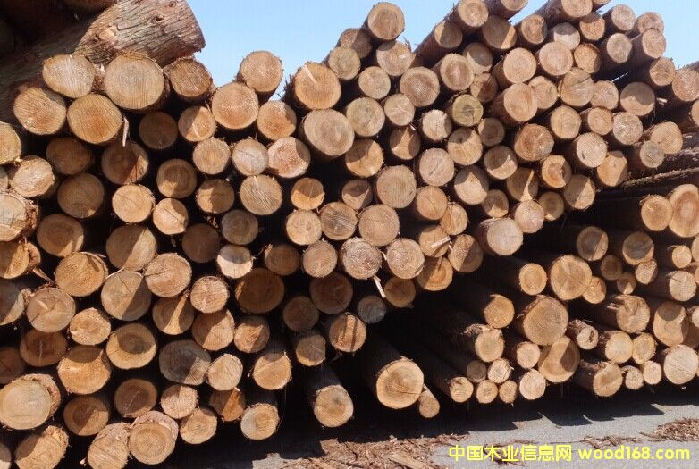 柳杉原木的詳細(xì)介紹