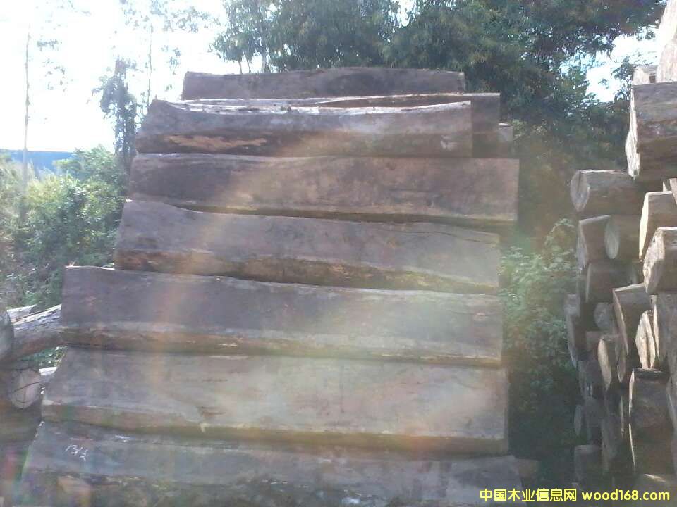 刺猬紫檀的詳細(xì)介紹