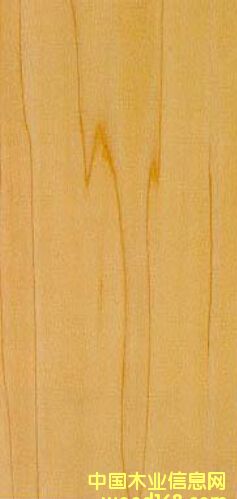 黃楊木的詳細(xì)介紹