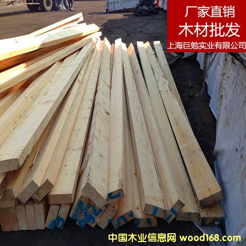 樟子松的詳細介紹