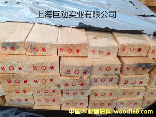 樟子松的詳細介紹