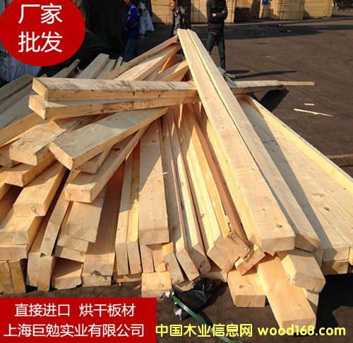 樟子松的詳細介紹