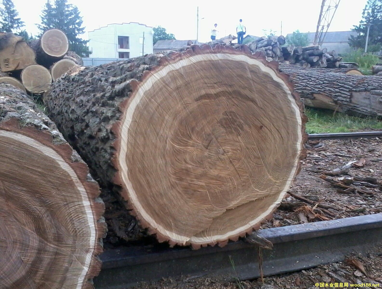 �W�ް���ԭľ��Ԕ��(x��)��B