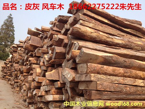 Ƥ�ң���̴����Ԕ��(x��)��B