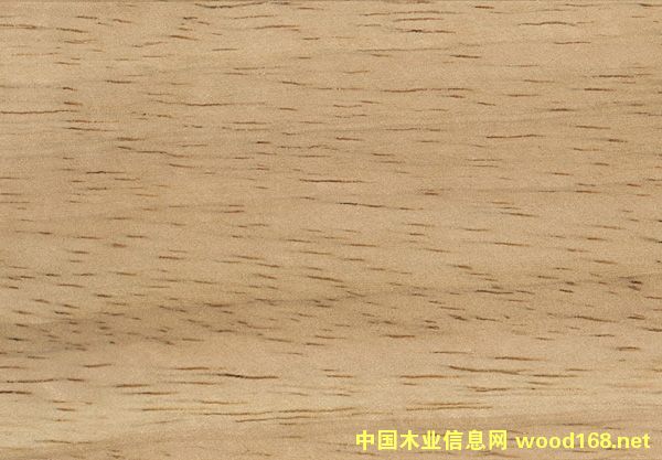 橡膠木的詳細(xì)介紹