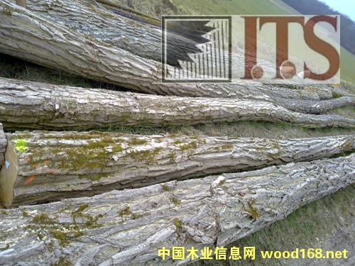 ��ľ���̻����󻱣�