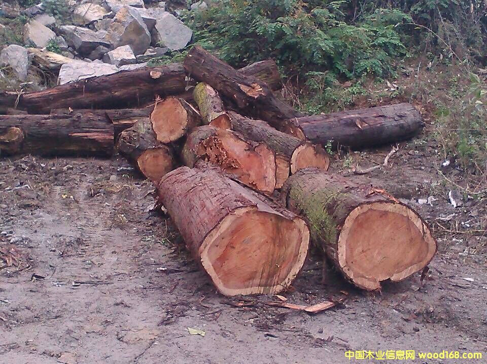 柏木的詳細(xì)介紹