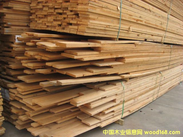 鐵杉花旗的詳細(xì)介紹