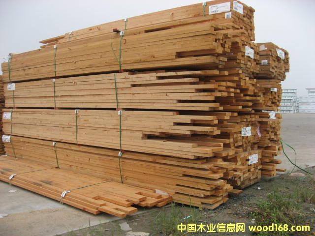 鐵杉花旗的詳細(xì)介紹