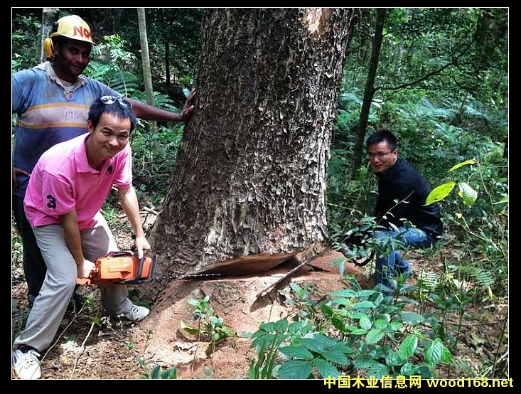 黑胡桃的詳細(xì)介紹
