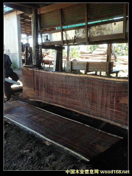 黑胡桃的詳細(xì)介紹