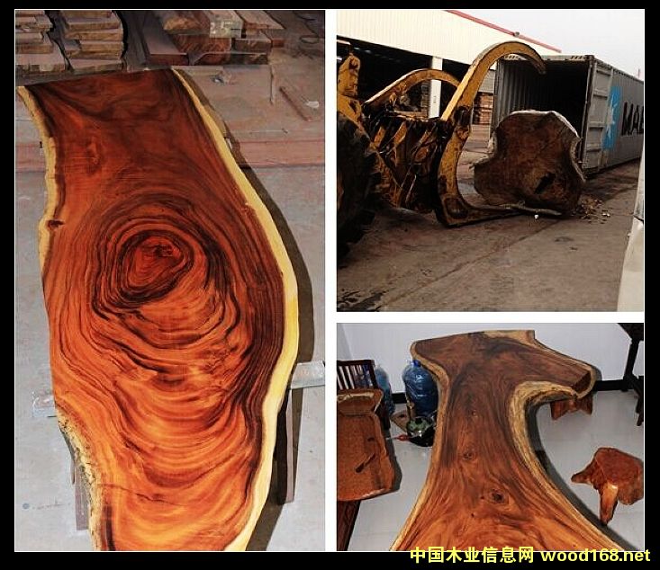 黑胡桃的詳細(xì)介紹