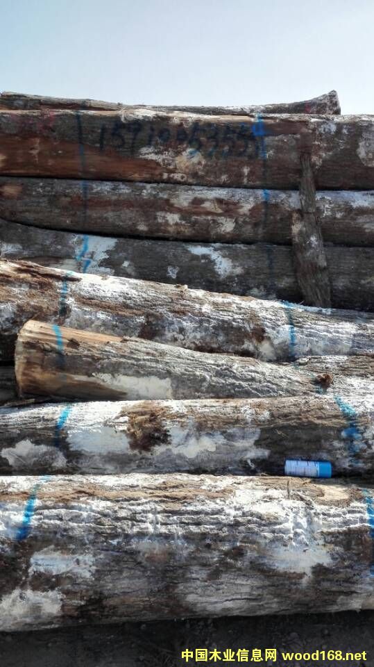 紅橡的詳細介紹