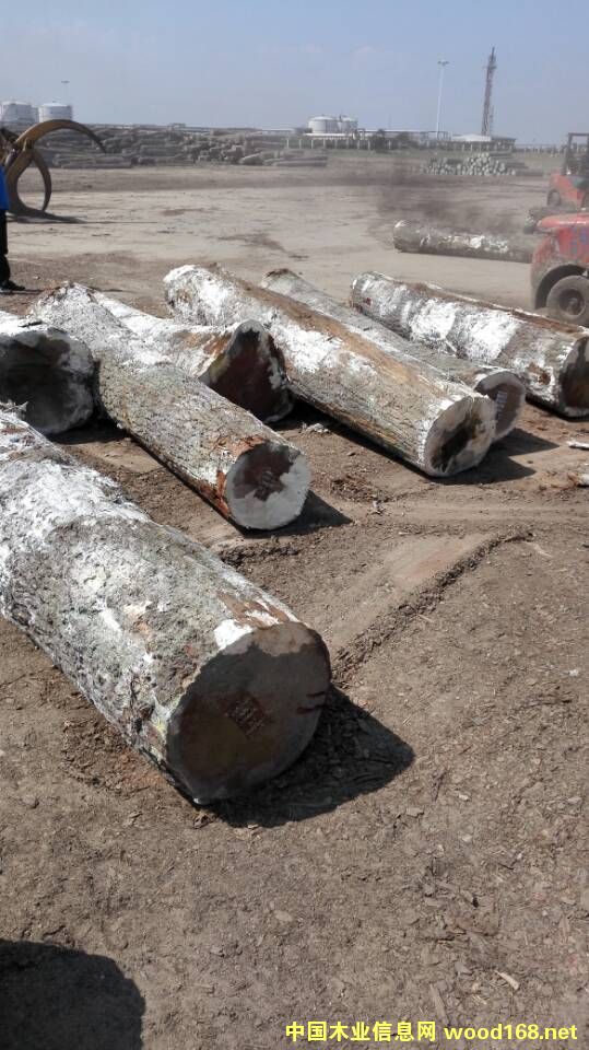 紅橡的詳細介紹