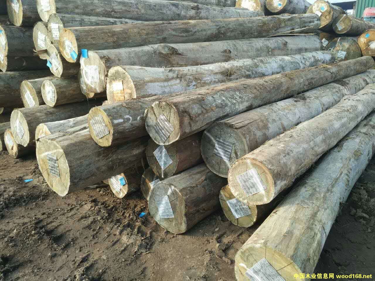 ������ԭľ