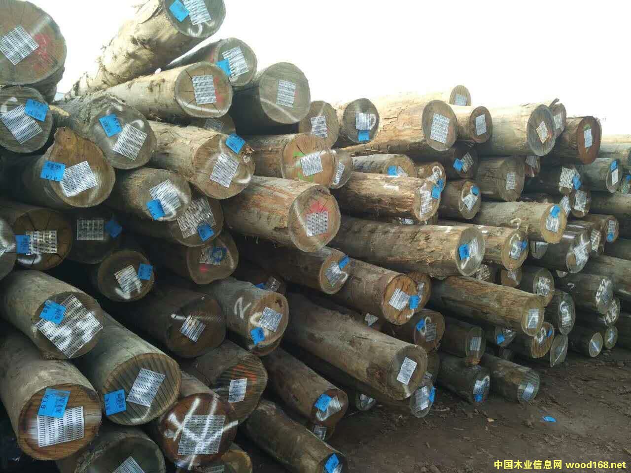 ������ľ