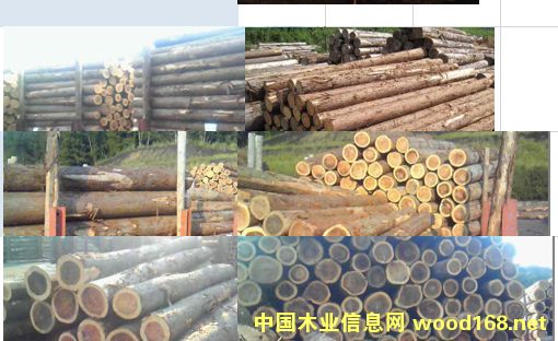 杉木的詳細介紹